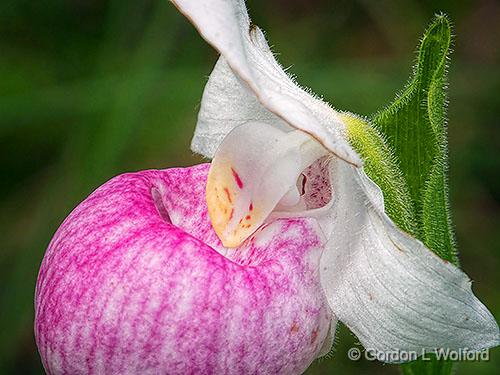 Showy Lady's Slipper Orchid Close-up_DSCF05399.jpg - Photographed near Lanark, Ontario, Canada.